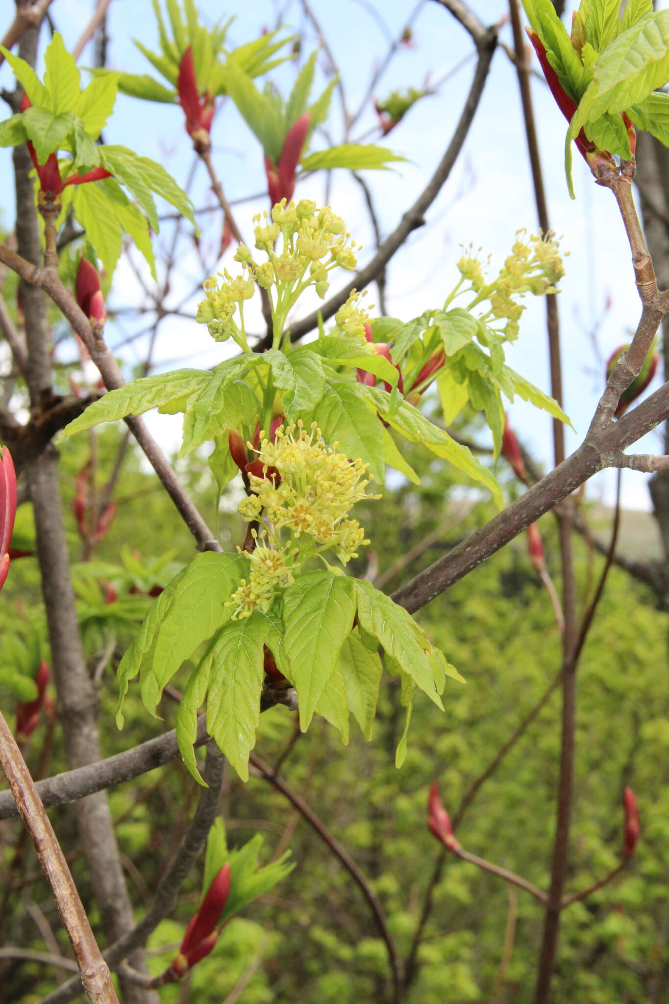 Acer heldreichii subsp. trautvetteri (Medvedev) E. Murray的圖片