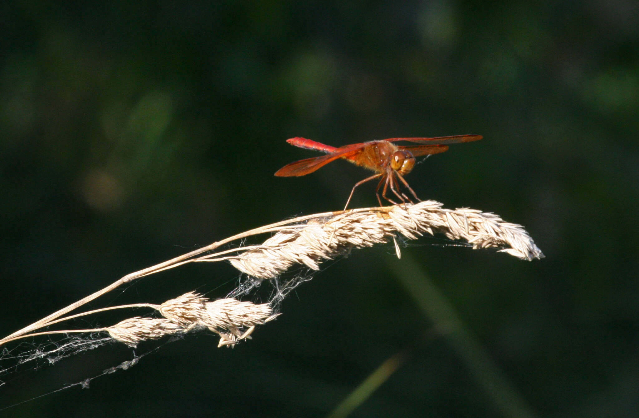 Sympetrum croceolum (Selys 1883) resmi