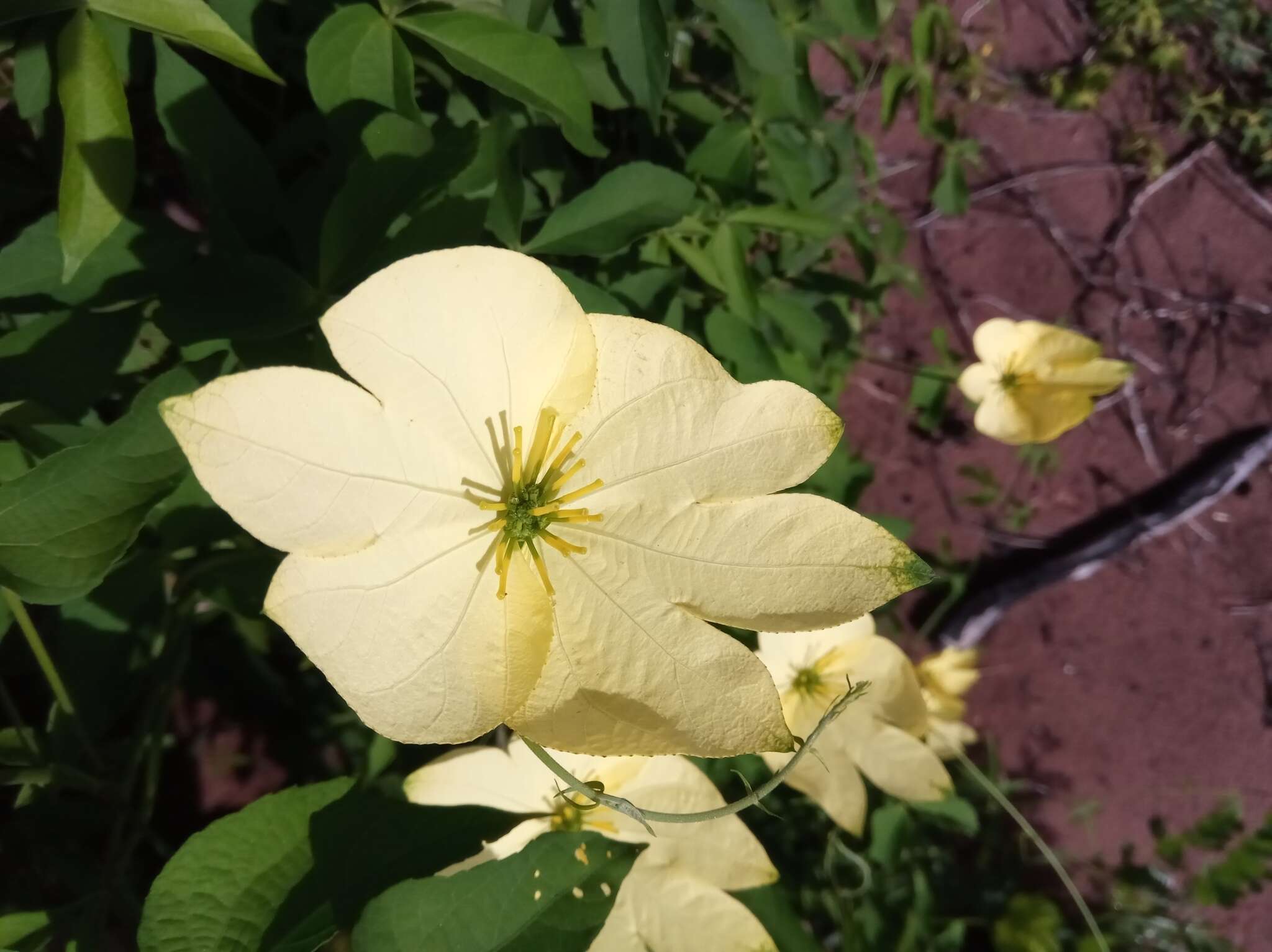 Image of Dalechampia subternata Müll. Arg.