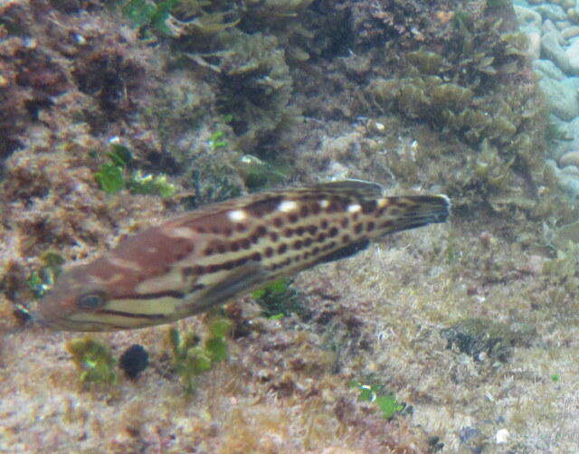 Image of Brown-spotted Rockcod