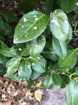 Image of Erysiphe euonymicola U. Braun 2012