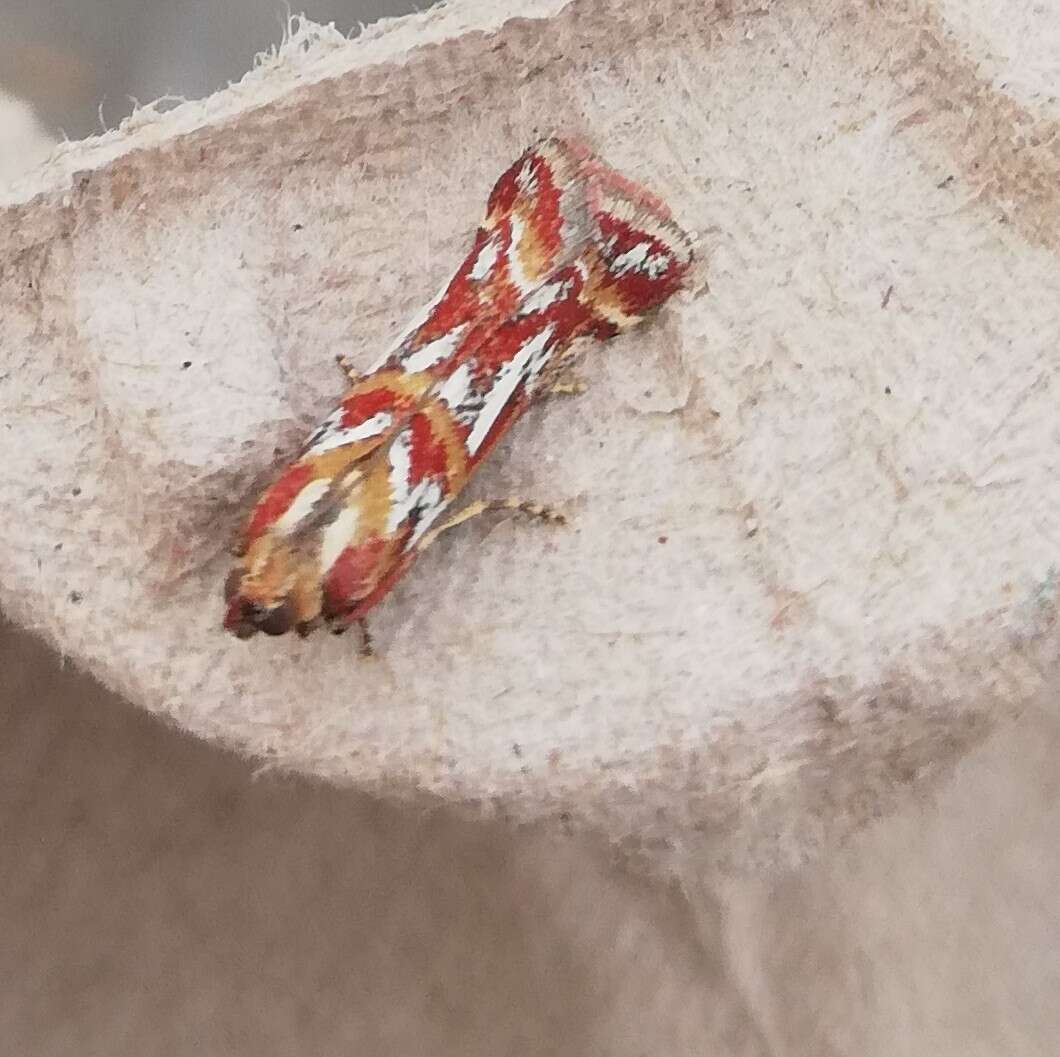 Image de Acrobasis porphyrella Duponchel 1836