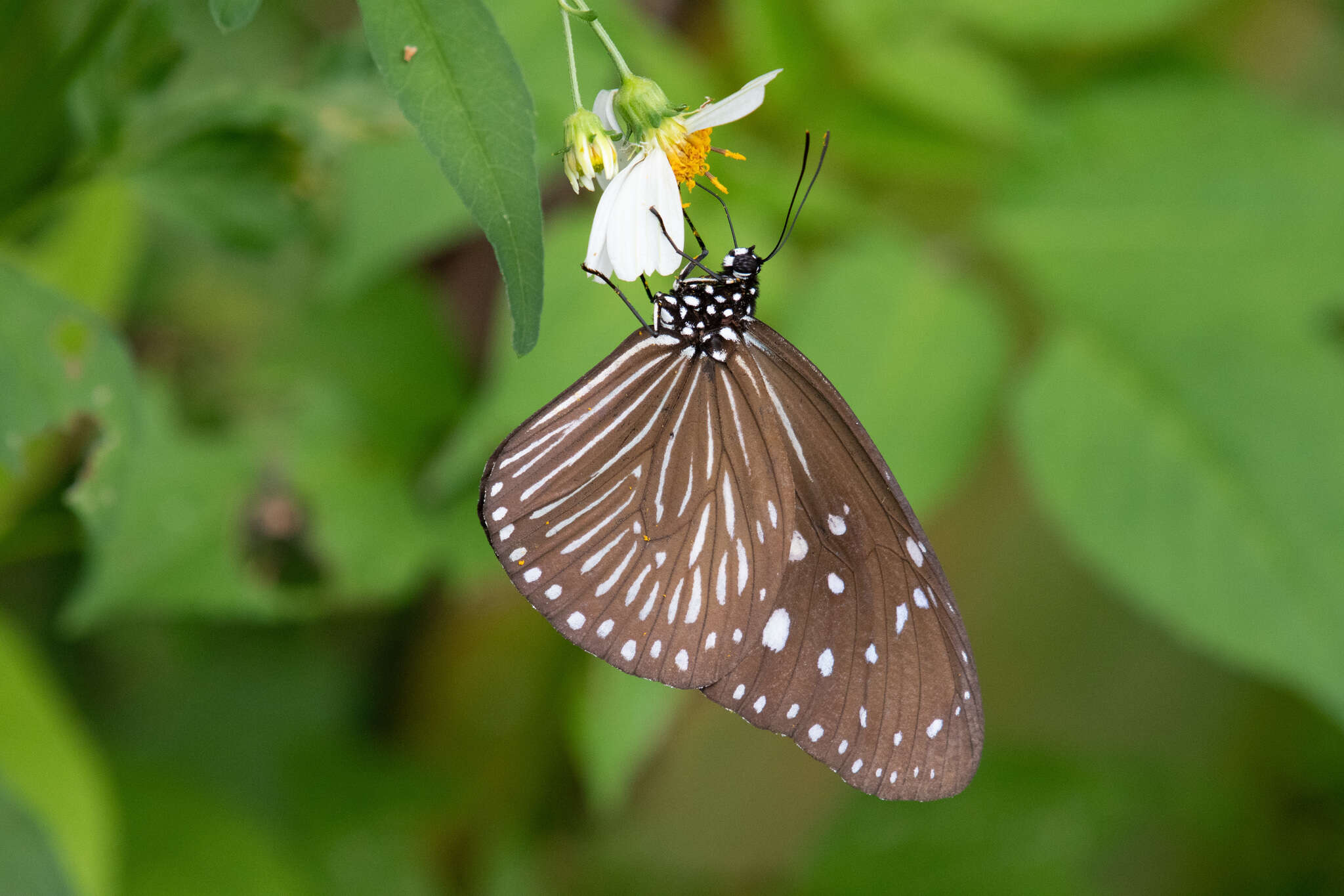 Euploea mulciber barsine Fruhstorfer 1904的圖片