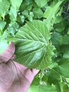 Image of Large-leaved Lime