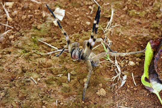 Image of Phoneutria eickstedtae Martins & Bertani 2007