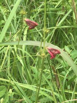 Image of spiked hoarypea