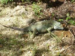 Cyclura lewisi Grant 1940 resmi