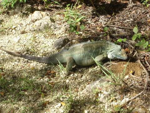 Image de Iguane bleu