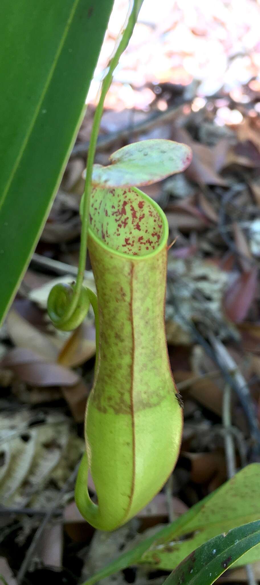 Image of slender pitcher plant