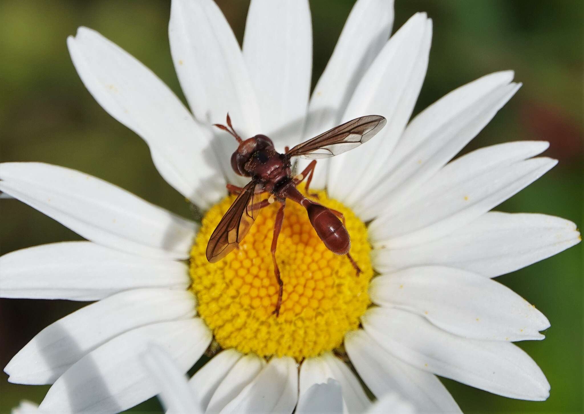 صورة Physocephala burgessi (Williston 1882)