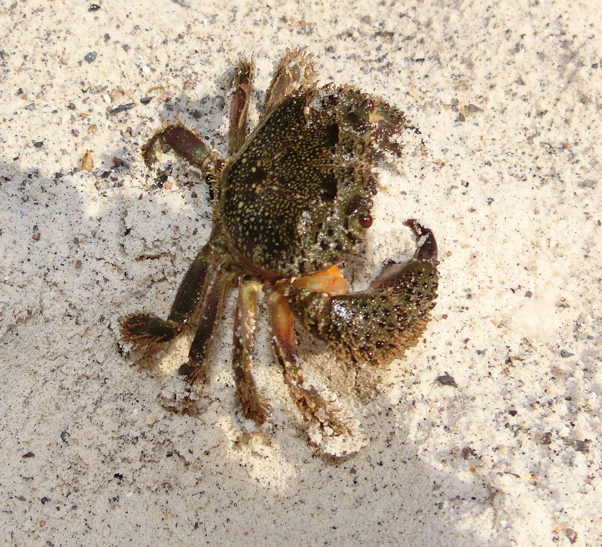 Image of Yellow Round Crab