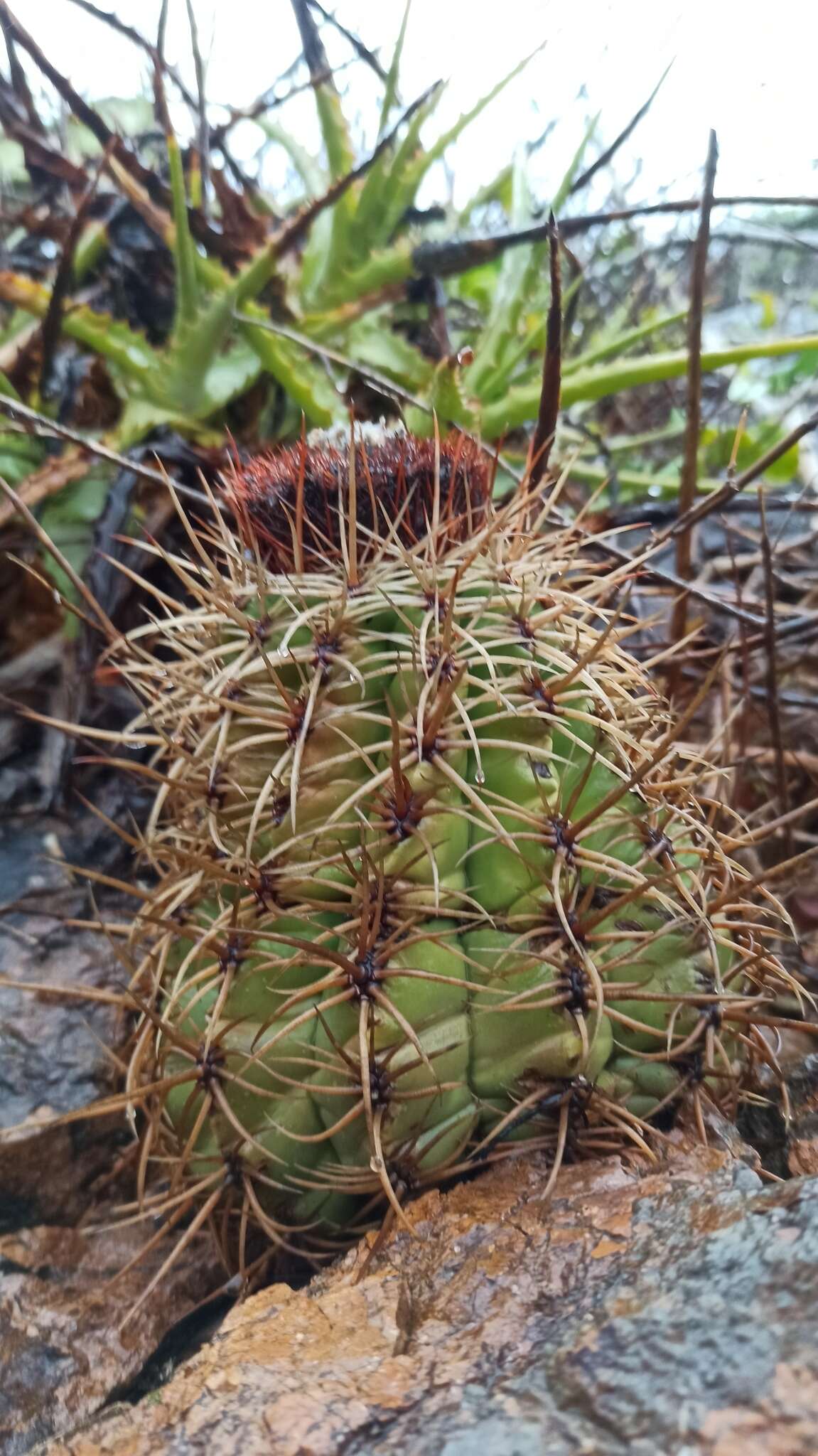 Image of Melocactus curvispinus subsp. dawsonii (Bravo) N. P. Taylor