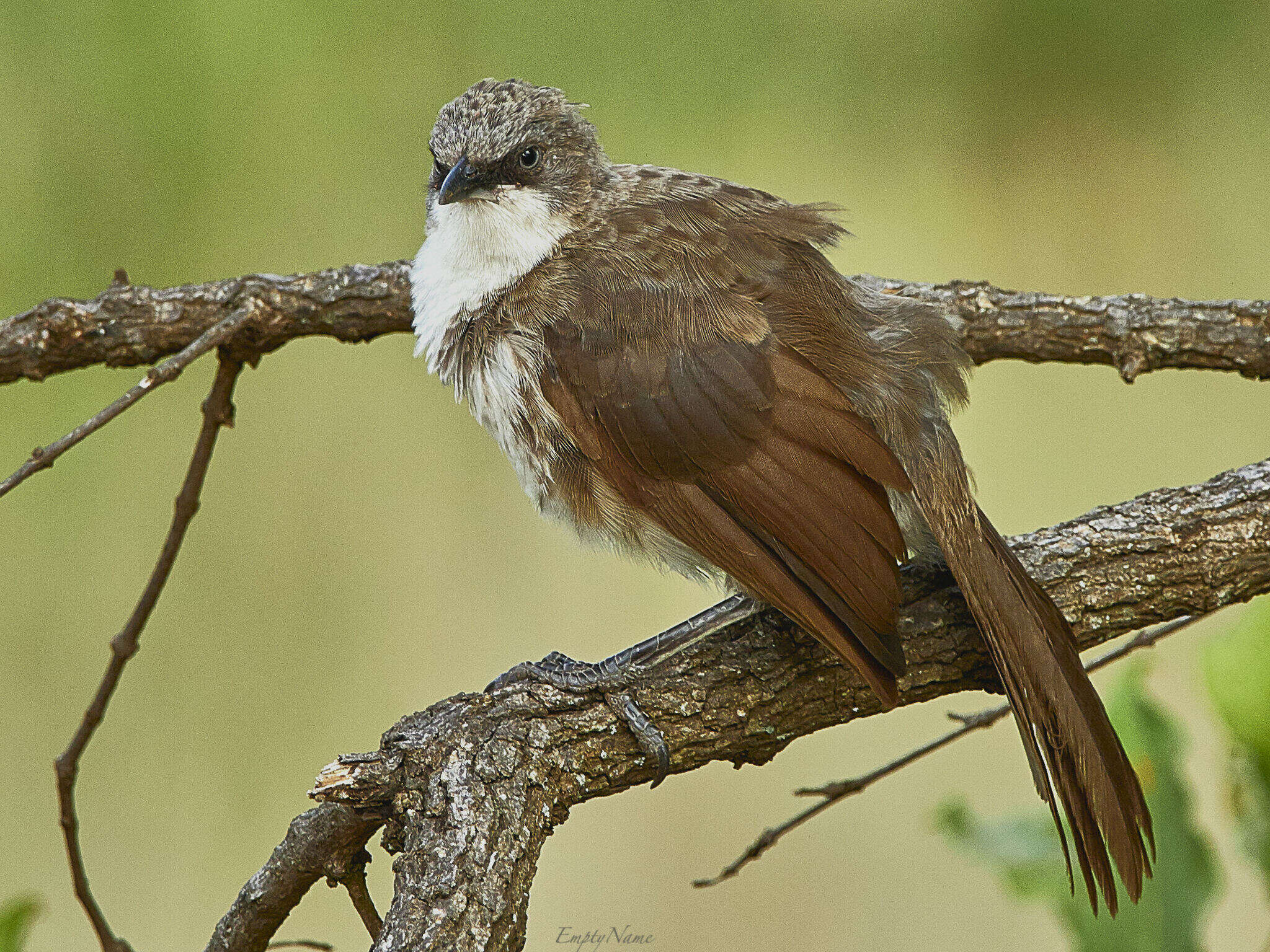 Image of Northern Pied Babbler