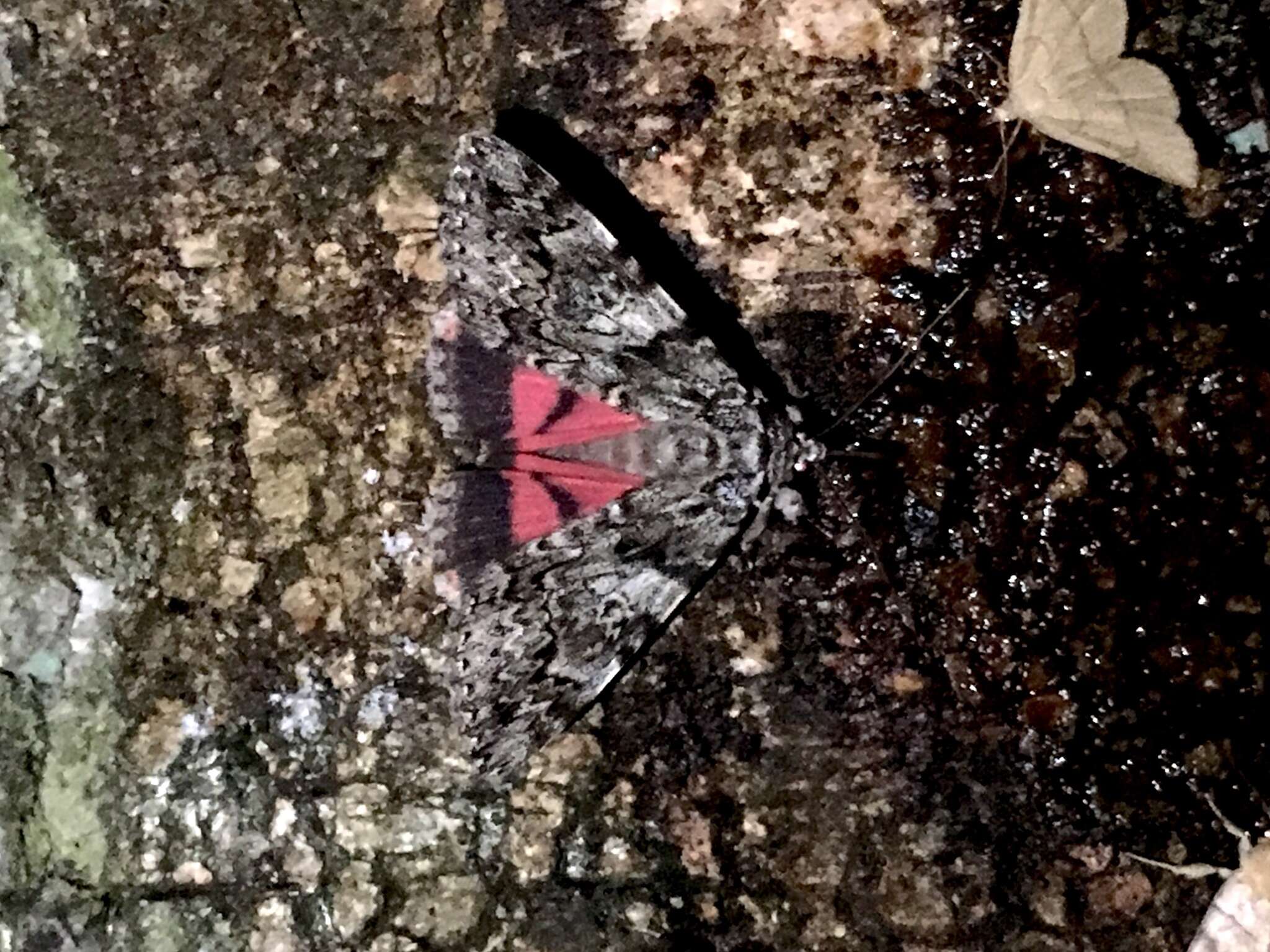 Image of Light crimson underwing moth