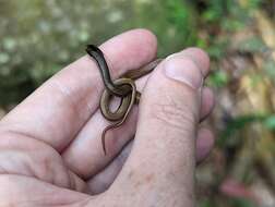 صورة Magliophis stahli (Stejneger 1904)