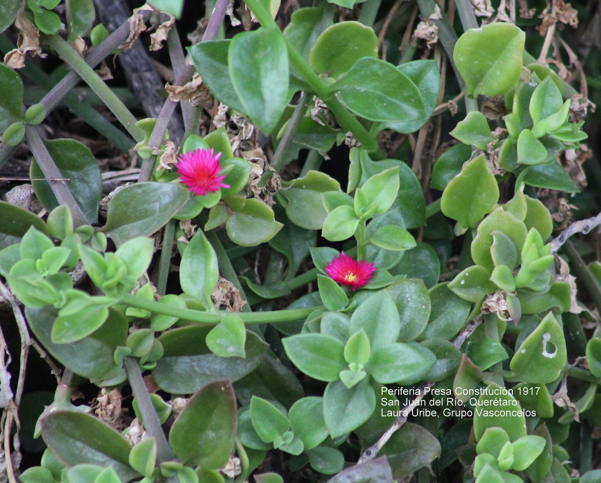 Image of Heart-leaf mesemb