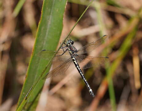 Image of Eusynthemis brevistyla (Selys 1871)