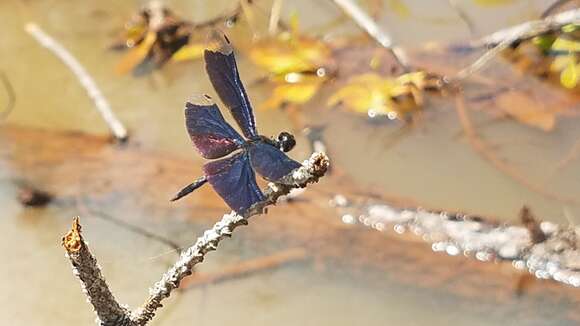 Слика од Rhyothemis cognata (Rambur 1842)