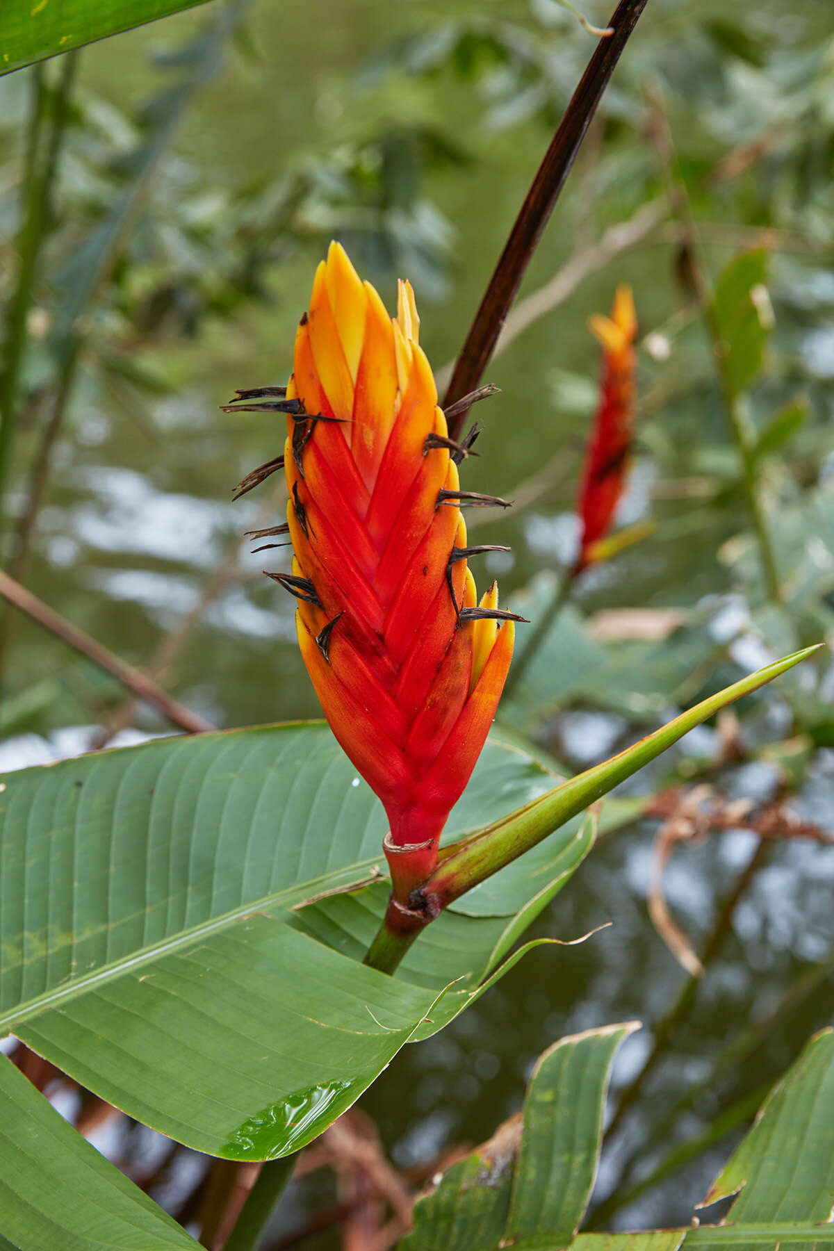 Image of Heliconia episcopalis Vell.