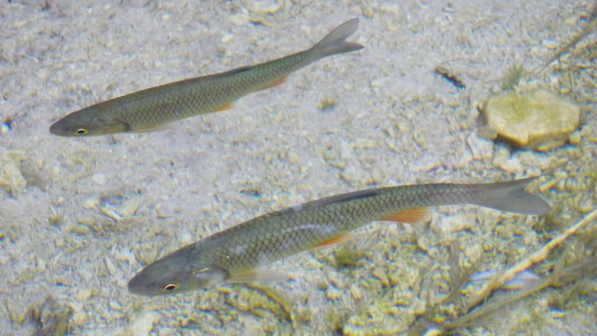 Image of European chub