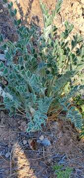 Imagem de Astragalus desereticus Barneby