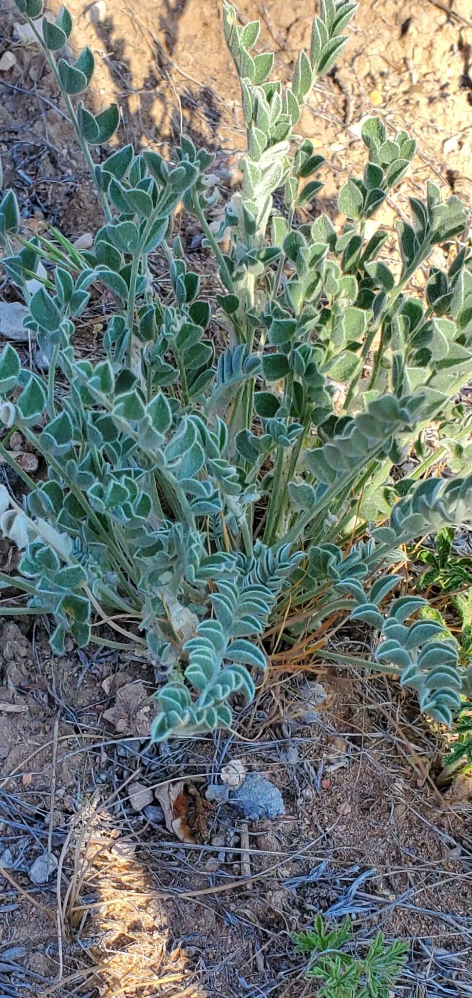 Imagem de Astragalus desereticus Barneby