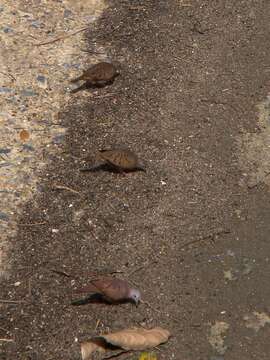 Image of Columbina talpacoti rufipennis (Bonaparte 1855)