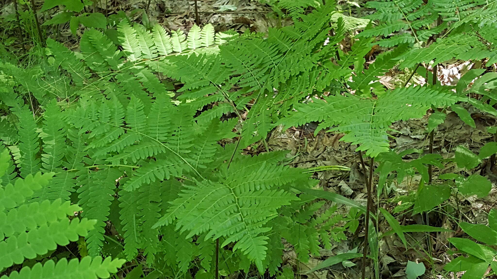 صورة Pteridium latiusculum subsp. latiusculum