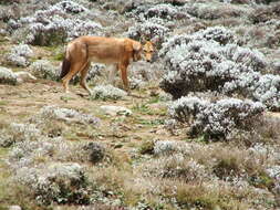 Image of Ethiopian wolf