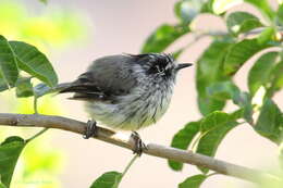 Image of Tufted Tit-Tyrant