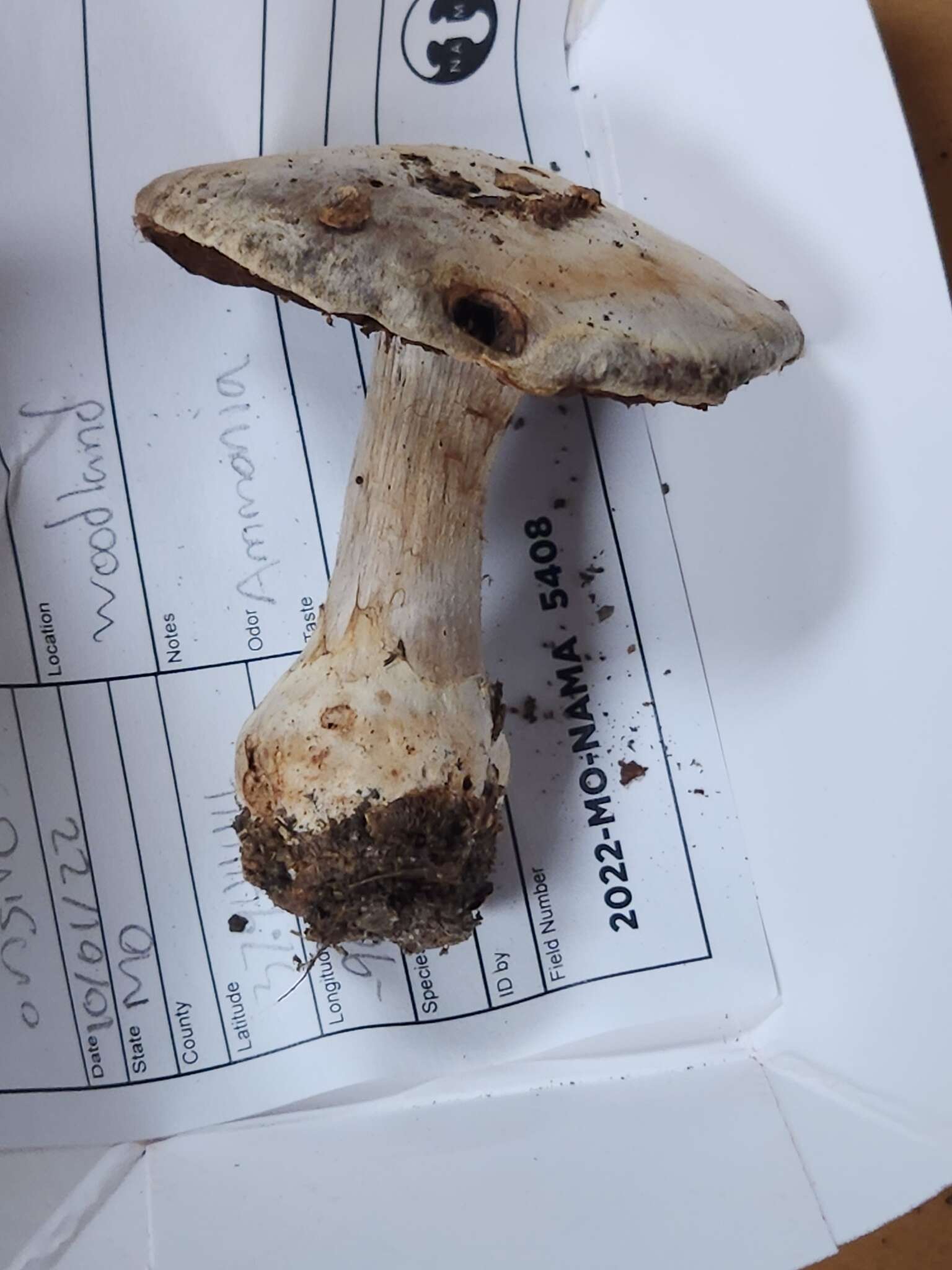 Image of Cortinarius odoritraganus