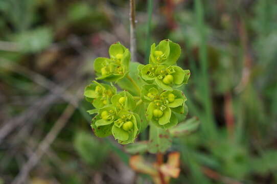 Image of Euphorbia helioscopia subsp. helioscopia