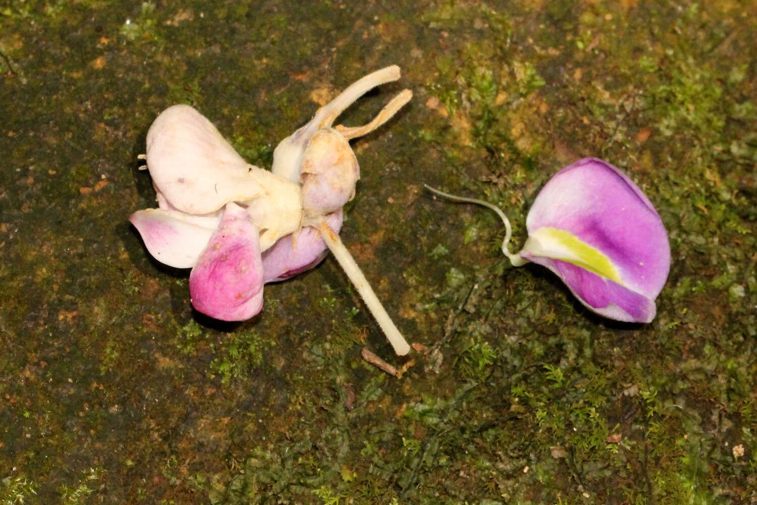 Image of Austrocallerya megasperma (F. Muell.) J. Compton & Schrire