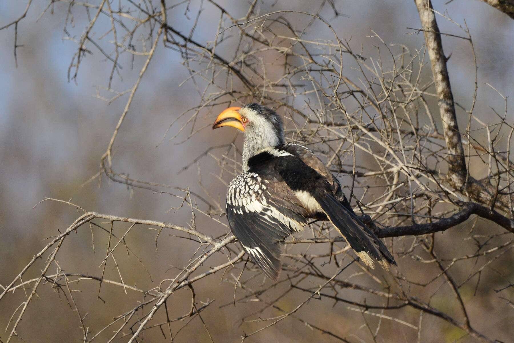 Image of Southern Yellow-billed Hornbill