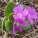 Image of Primula pedemontana subsp. apennina (Widmer) Kress