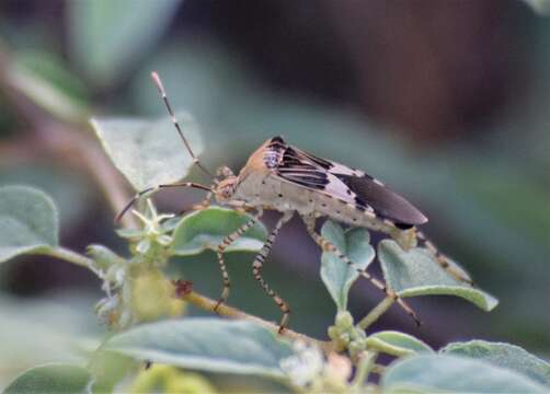 صورة Hypselonotus punctiventris Stål 1862