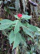 Plancia ëd Fuchsia macrostigma Benth.