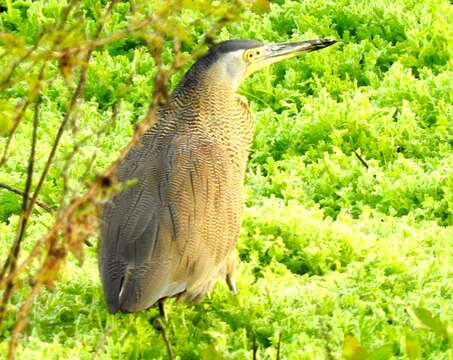 Imagem de Tigrisoma Swainson 1827