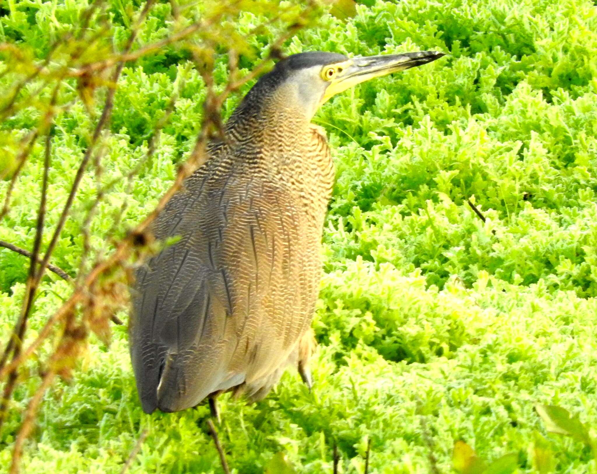 Image of Tigrisoma Swainson 1827