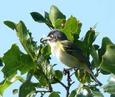 Слика од Vireo atricapilla Woodhouse 1852