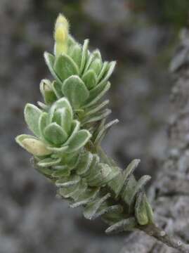 Image of Gnidia imbricata L. fil.