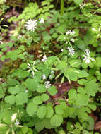 Image of Mountain Meadow-Rue