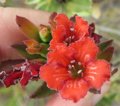 Image of Lobostemon sanguineus Schltr.