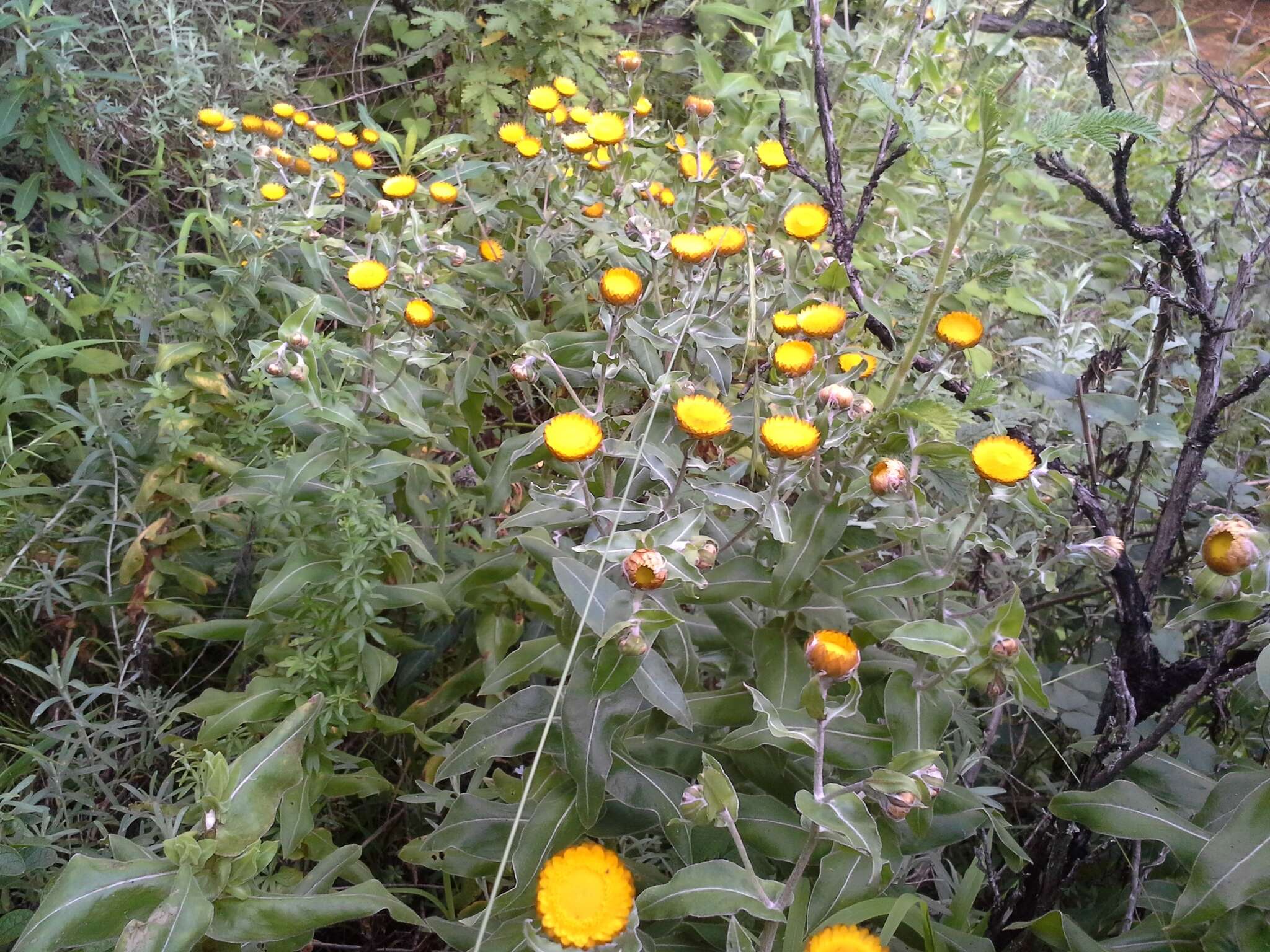 Image de Helichrysum aureolum O. M. Hilliard