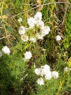 Image de Dalea multiflora (Nutt.) Shinners