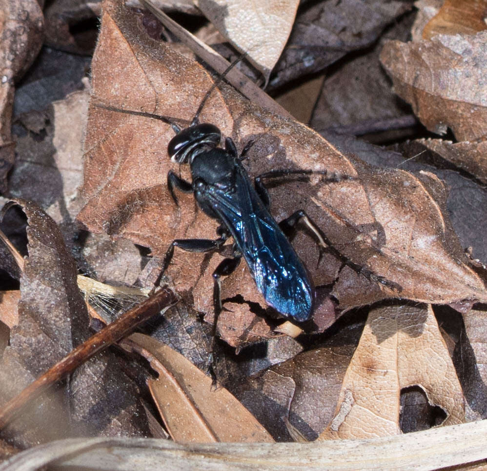 Image of Crabronid wasp