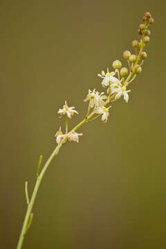 Image de Schoenolirion albiflorum (Raf.) R. R. Gates