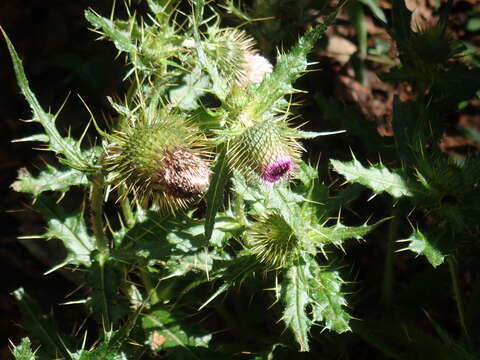 Image of Cirsium ferum