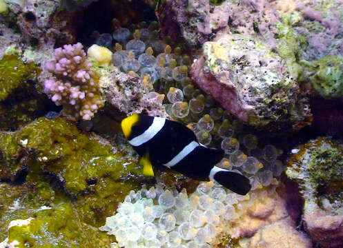 Image of Maroon clownfish