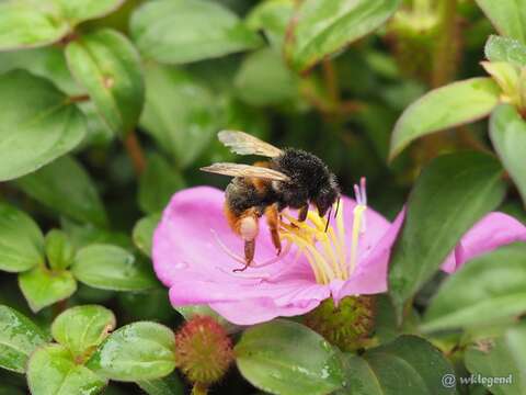 Слика од Bombus eximius Smith 1852